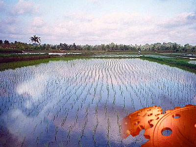 Rice field